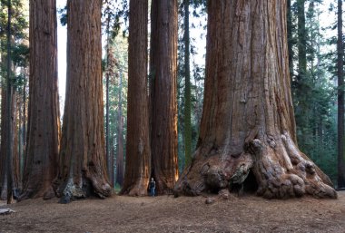 Giant sequoia grove  clipart