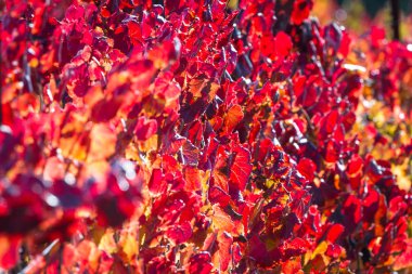 bir bağ kırmızı yapraklar 