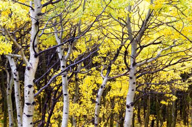 Doğa'nın altın kızdırma 