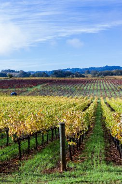 Sonbaharda renkli üzüm bağları 