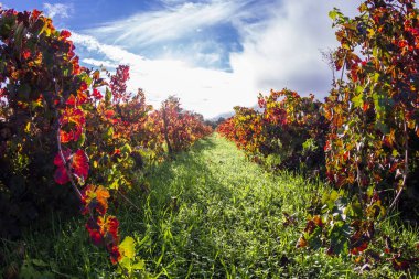 Sabahları sonbahar bağ 