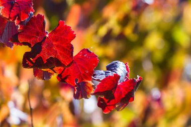 bir bağ kırmızı yapraklar 