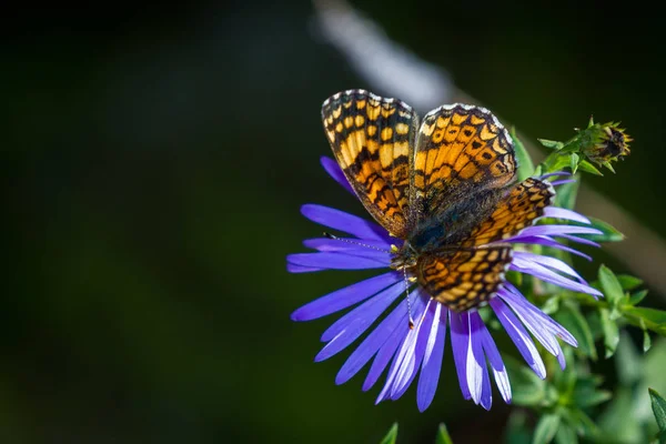 Borboleta cor de laranja em uma flor — Fotografia de Stock