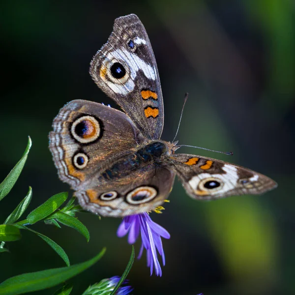 Vlinder op een bloem — Stockfoto