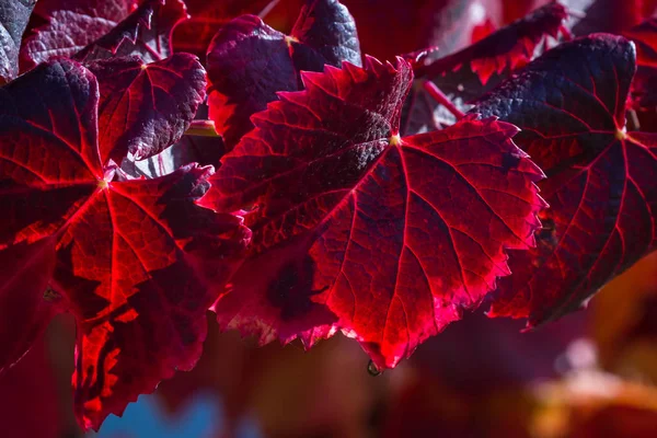 ぶどう畑の紅葉 — ストック写真