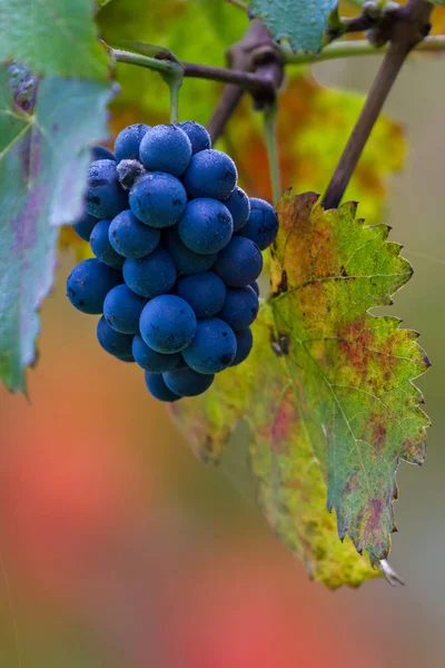 Koniec zbiorów winogron na winorośli — Zdjęcie stockowe