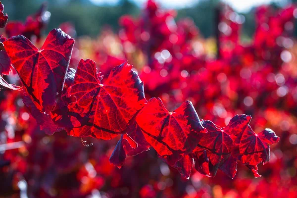 Červené listy na vinici — Stock fotografie