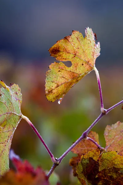 紅葉の朝の予定 — ストック写真