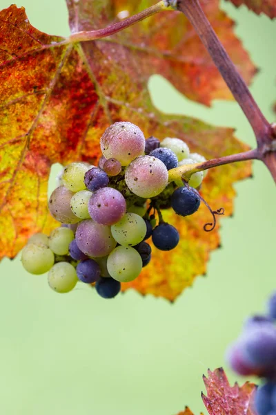 Vendanges tardives sur la vigne — Photo