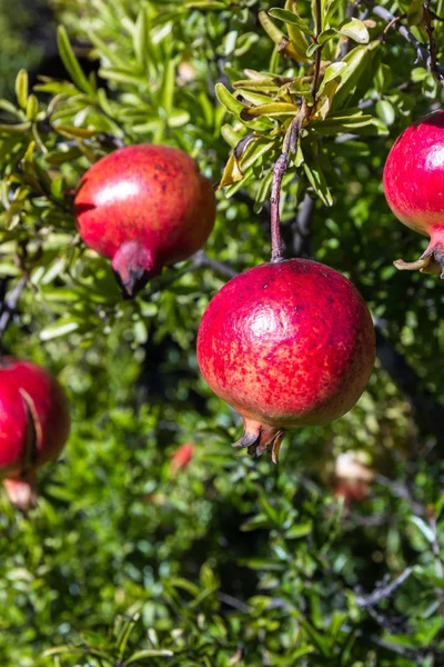 Granaatappel op een boom — Stockfoto