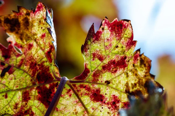 Colori di autunno su una foglia di chicco d'uva — Foto Stock