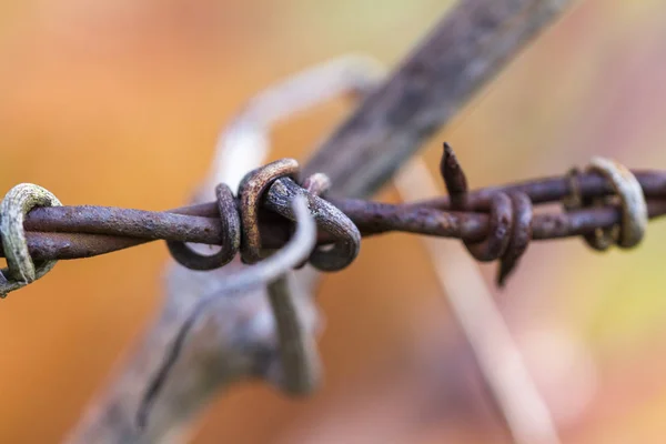 Old grape vine growing around barbed wire — Stock Photo, Image