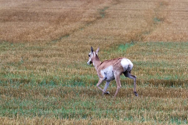 Pronghorn Antelope - Antilocapra americana — Stock Photo, Image