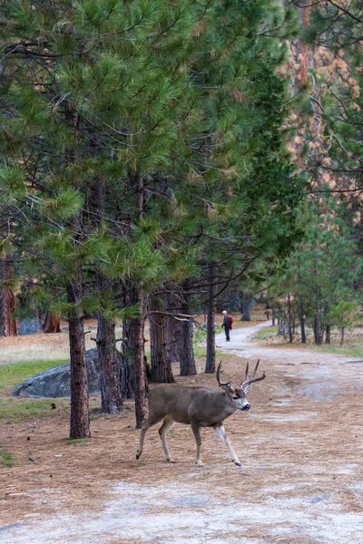 mule deer in Yosemite