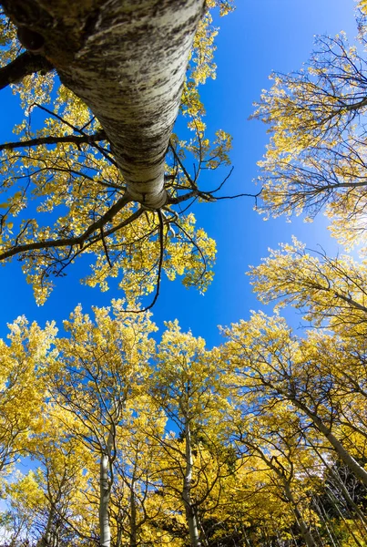 Paisaje dorado otoño —  Fotos de Stock