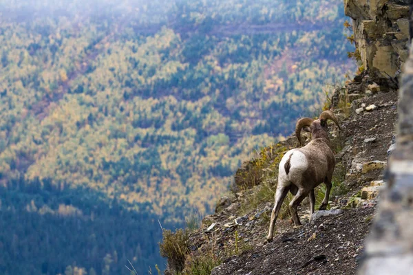 モンタナ州の大きな角を持つ羊 — ストック写真