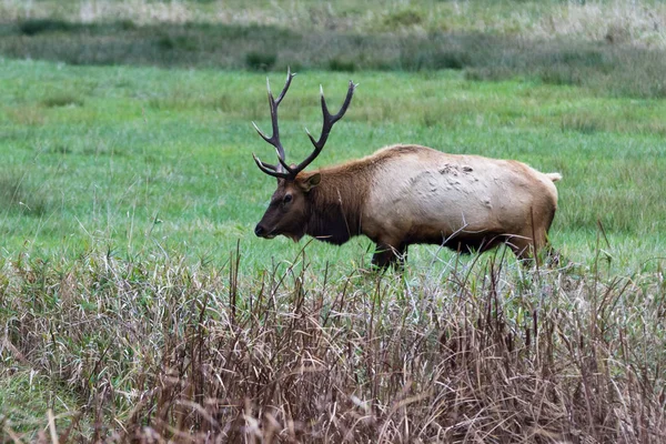 Divoký býk roosevelt elk — Stock fotografie