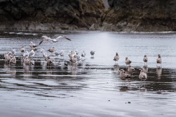 Seagulls on the beach — Stock Photo, Image