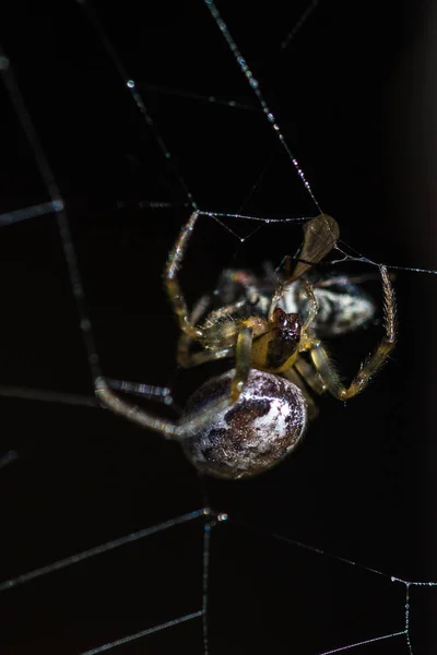 Spider feeding on a fly — Stock Photo, Image