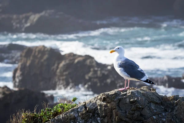 Sea gull ontspannen met de golven — Stockfoto