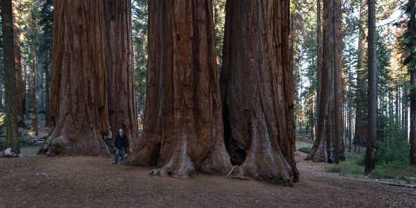 Arvoredo de sequoia gigante — Fotografia de Stock