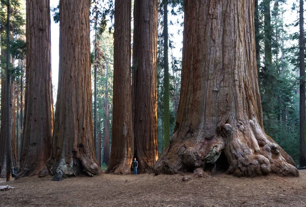 Giant sequoia άλσος — Φωτογραφία Αρχείου