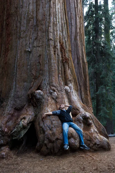 Uomo seduto su una sequoia — Foto Stock