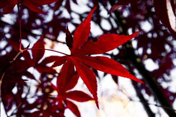 鮮やかな赤い葉 — ストック写真