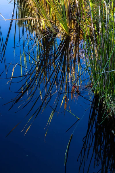池の静かな反射 — ストック写真