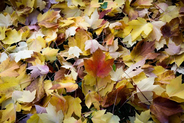 Pile of golden leaves — Stock Photo, Image