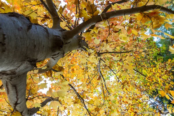 Looking up in autumn — Stock Photo, Image