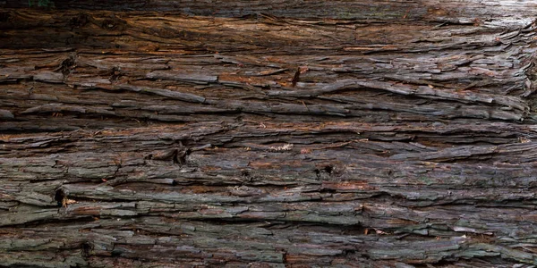 Bir sekoya ağacı kabuğu yakın çekim — Stok fotoğraf