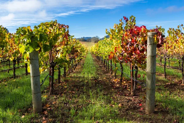 Kleurrijke wijngaard in de herfst — Stockfoto