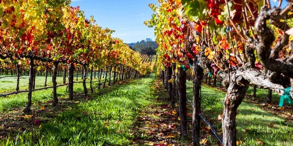 Colorido viñedo en otoño —  Fotos de Stock