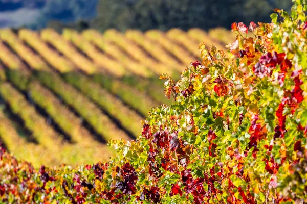 Барвистий виноградник восени — стокове фото