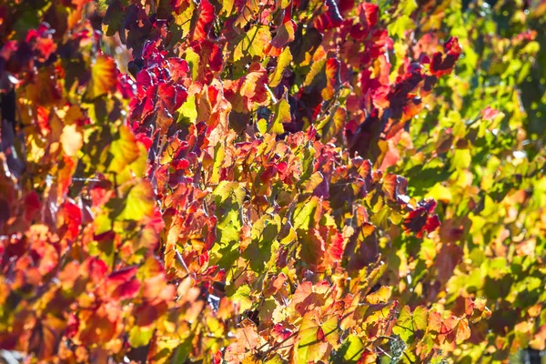 Виноградные листья яркими осенними красками — стоковое фото
