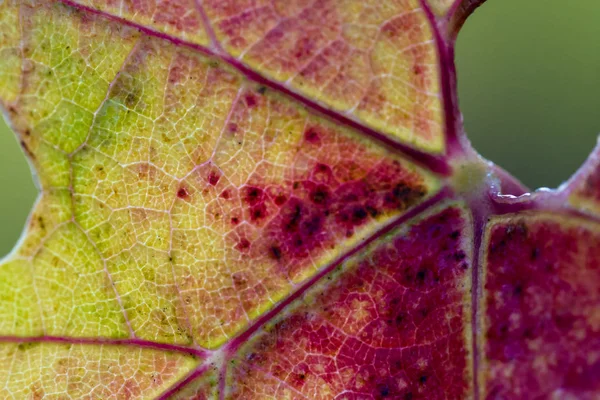 Hoja de uva roja de cerca — Foto de Stock