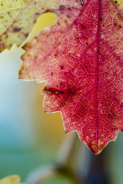 Herfst kleuren op een druivenblad — Stockfoto