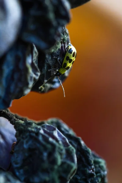 Piccolo insetto giallo su un'uva marcia — Foto Stock