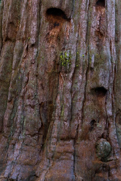 Giant sequoia bakgrund — Stockfoto