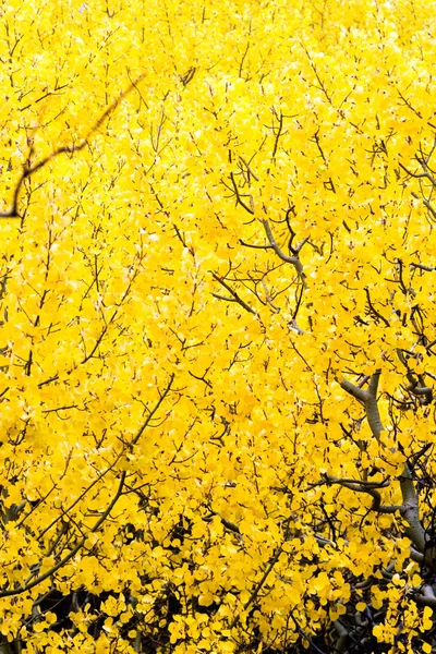 Natures lueur dorée — Photo