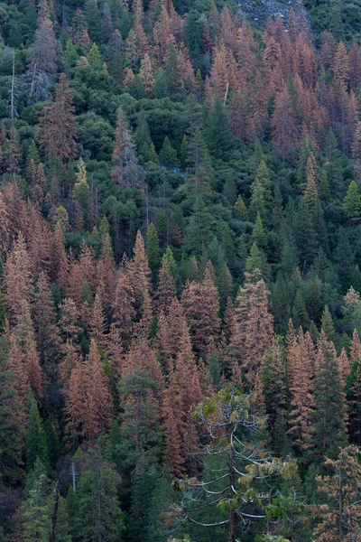 Secciones de bosque moribundo enYosemite NP — Foto de Stock