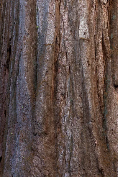 Sequoia kabuk yakın çekim — Stok fotoğraf