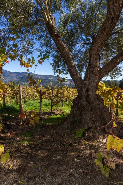 Herfst wijngaarden in napa valley — Stockfoto