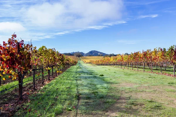 Bunte Weinberge im Herbst — Stockfoto