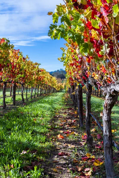 Vigneto colorato in autunno — Foto Stock