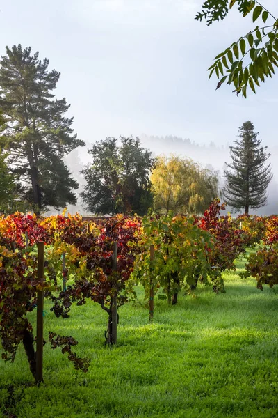 Осенний виноградник утром — стоковое фото