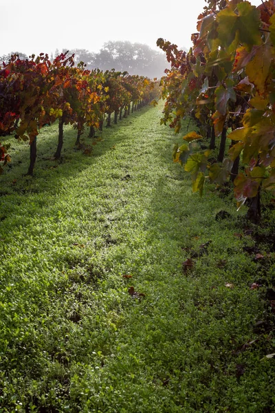 Viñedo de otoño por la mañana — Foto de Stock