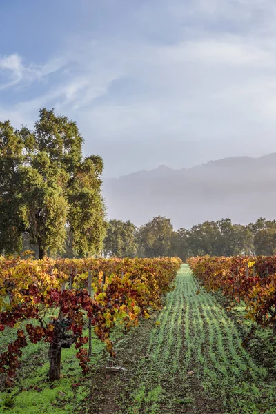 Vigneto autunnale al mattino — Foto Stock