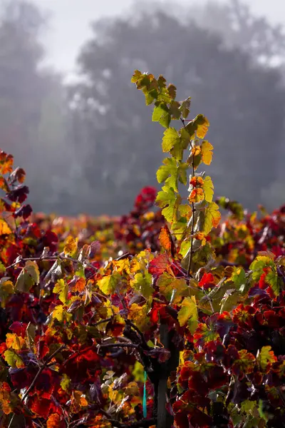 Vigneto autunnale al mattino — Foto Stock